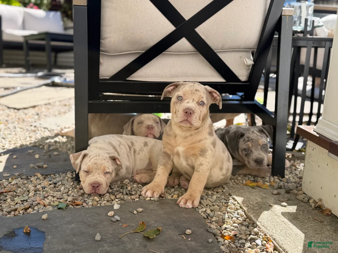 American Bully dogs for sale: Lucy - Ad 2