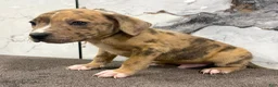 American Bully dogs for sale: AL B SURE - Ad 3