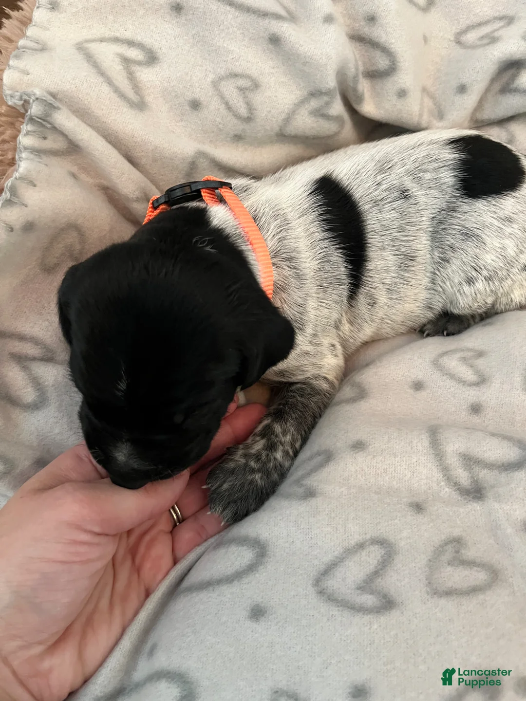 German Shorthaired Pointer dogs for sale: German Shorthaired Pointer Puppy 2 - Ad 1