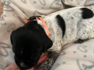 German Shorthaired Pointer dogs for sale: German Shorthaired Pointer Puppy 2 - Ad 4