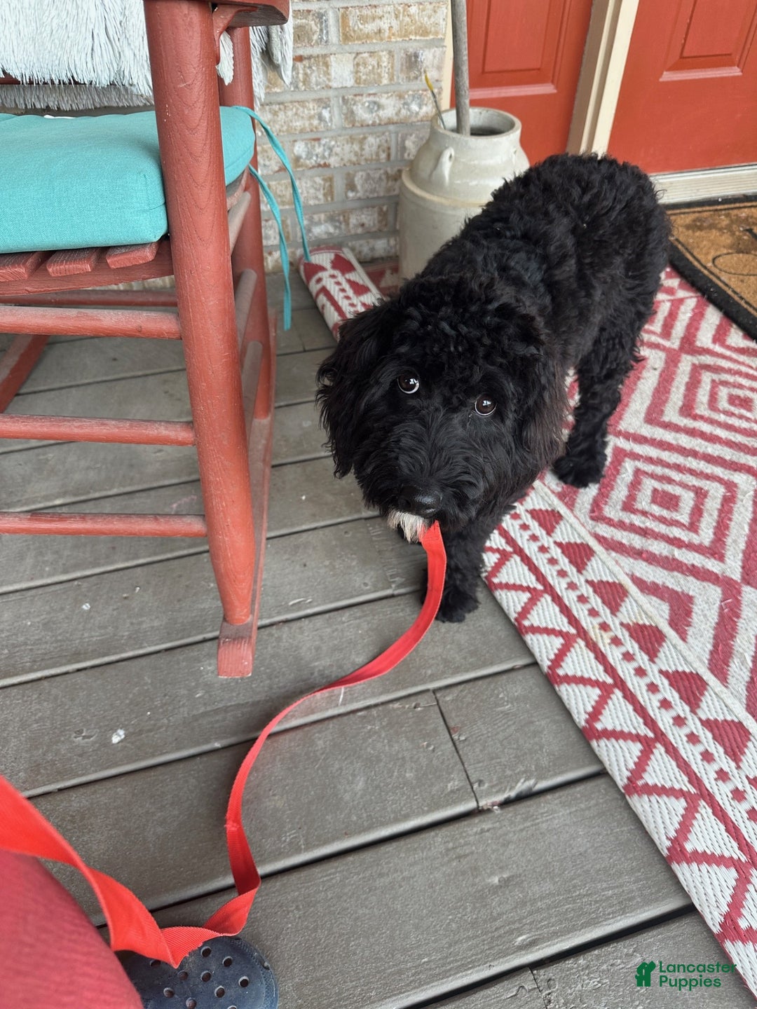 Mixed Breed dogs for sale: Georgia - Ad 4