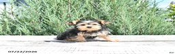 Yorkshire Terrier dogs for sale: Duke - Ad 4