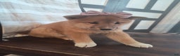 Shiba Inu dogs for sale: Basil - Ad 2