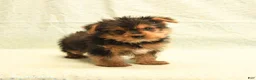 Yorkshire Terrier dogs for sale: Harry - Ad 4