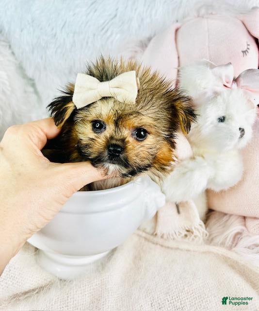 Teacup Pomeranian Puppies for sale Lancaster Puppies