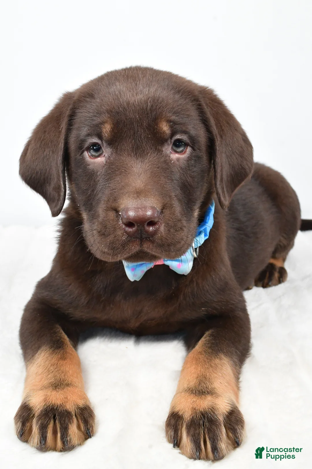 Labrador Retriever dogs for sale: Mac - Ad 4