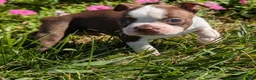 Boston Terrier dogs for sale: Apple - Ad 2