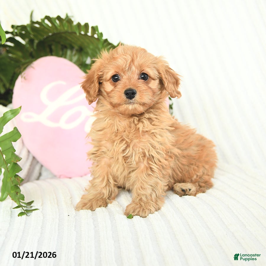Mixed Breed dogs Candy - Ad 27