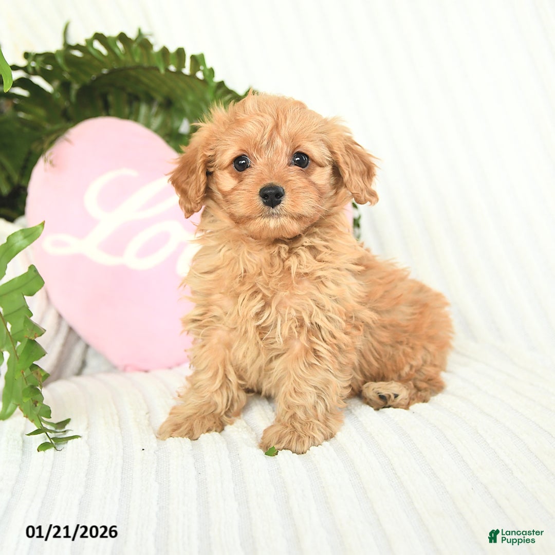 Mixed Breed dogs for sale: Candy - Ad 1