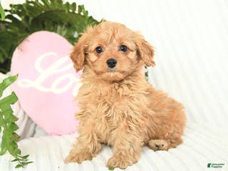 Mixed Breed dogs Candy - Ad 22