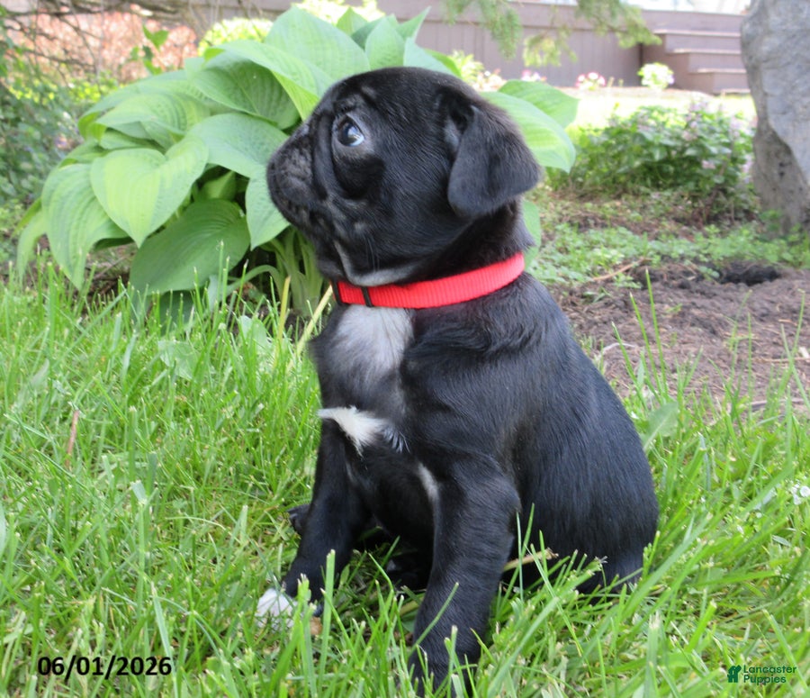 Pug dogs Roxie - Ad 2