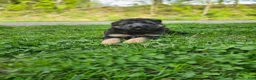 German Shepherd dogs for sale: Max - Ad 5