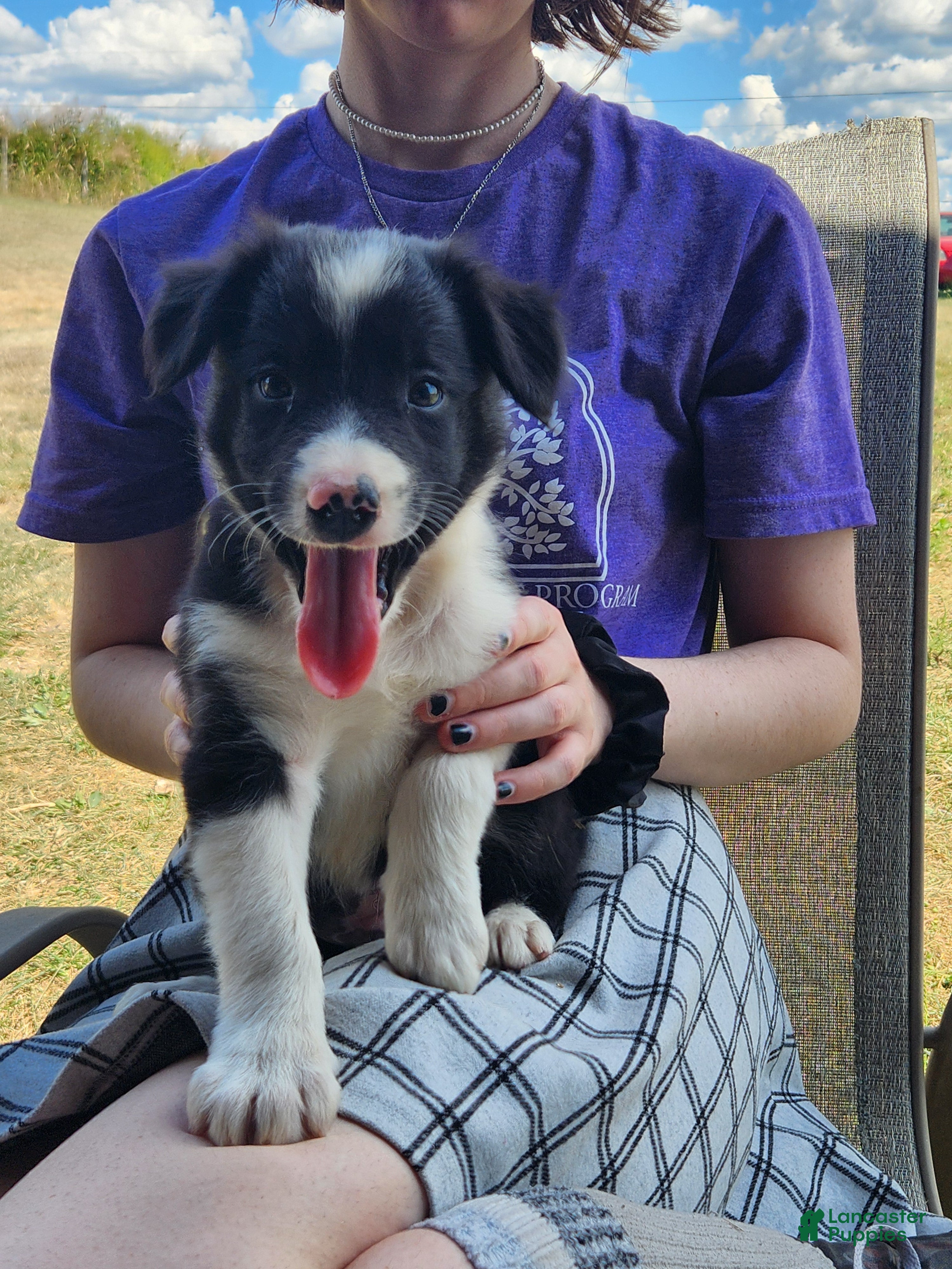 White and black Border Collie Puppies for sale Lancaster Puppies