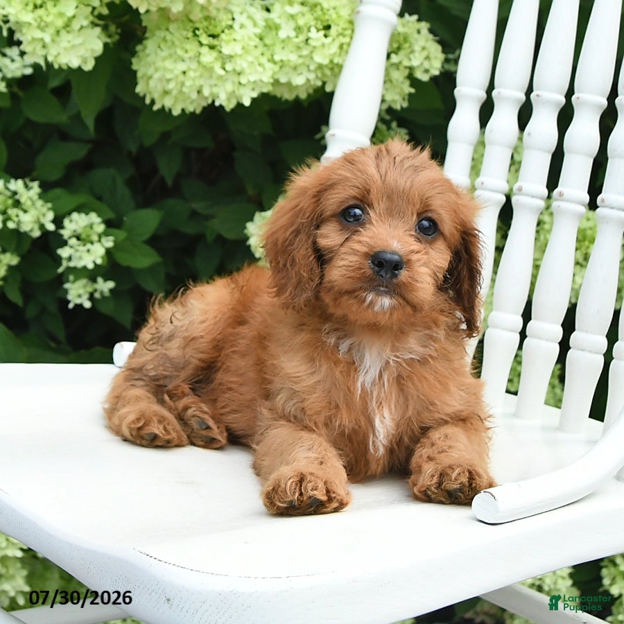 Cavapoo dogs Duke - Ad 1