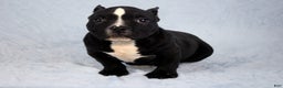 American Bully dogs for sale: Black/White Female - Ad 4