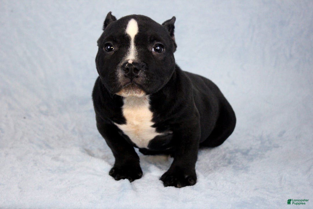 American Bully dogs for sale: Black/White Female - Ad 4