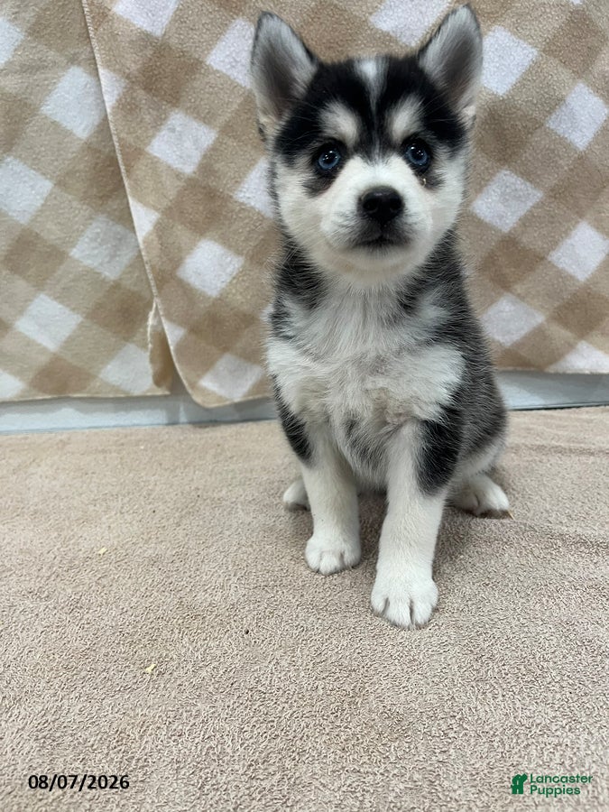 Pomsky dogs Pluto - Ad 1