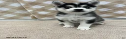 Pomsky dogs for sale: Pluto - Ad 1