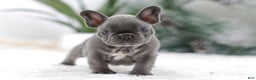 French Bulldog dogs for sale: Tara - Ad 9