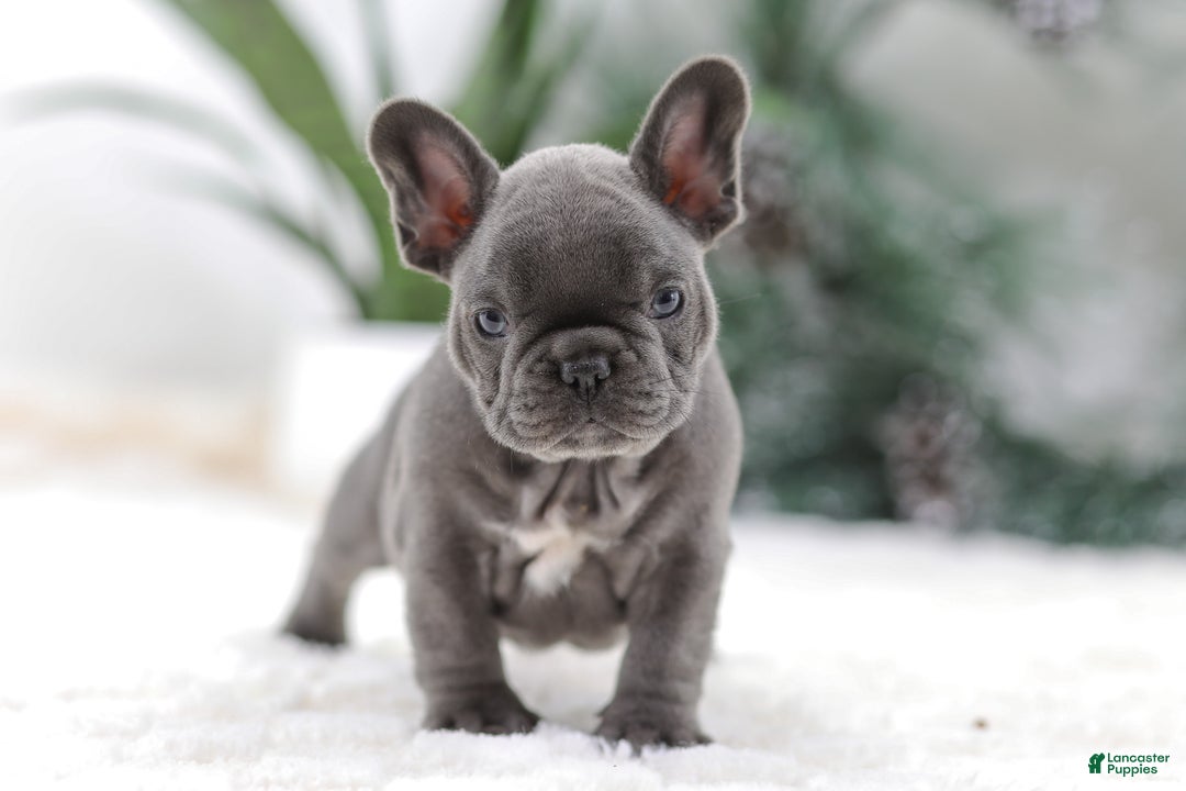 French Bulldog dogs for sale: Tara - Ad 9