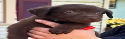 Labrador Retriever dogs for sale: Labrador Retriever 1 - Ad 4