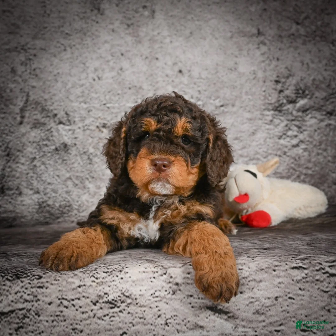 Mini Goldendoodle dogs for sale: Myla - Ad 7