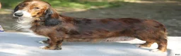 Dachshund dogs for sale: Black and Tan Brindle Smooth Female  - Ad 6