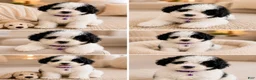 Bernedoodle dogs for sale: Iris ❤️ micro mini Bernedoodle  - Ad 2
