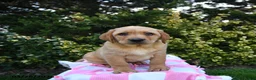 Labrador Retriever dogs for sale: Rex - Ad 3