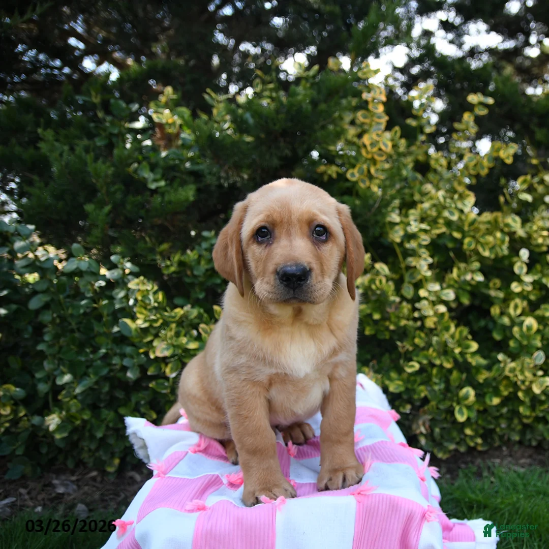 Labrador Retriever dogs for sale: Rex - Ad 3