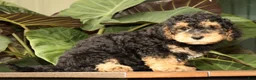 Mini Bernedoodle dogs for sale: Leo - Ad 8