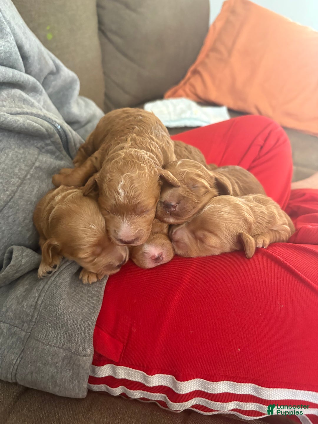 Mixed Breed dogs for sale: Mixed Breed litter of 6 puppies - Ad 1