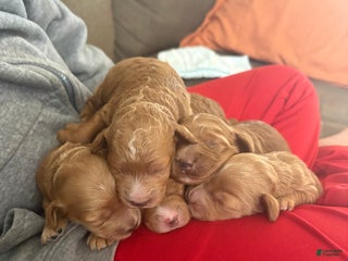 Mixed Breed dogs Mixed Breed litter of 6 puppies - Ad 21