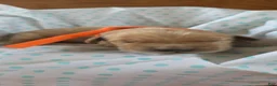 Golden Retriever dogs for sale: Romance - Ad 2