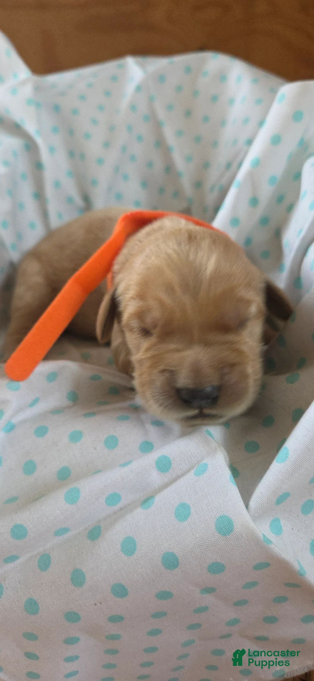 Golden Retriever dogs for sale: Romance - Ad 2