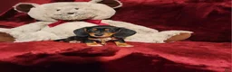Miniature Dachshund dogs for sale: OAKLEY - Ad 9