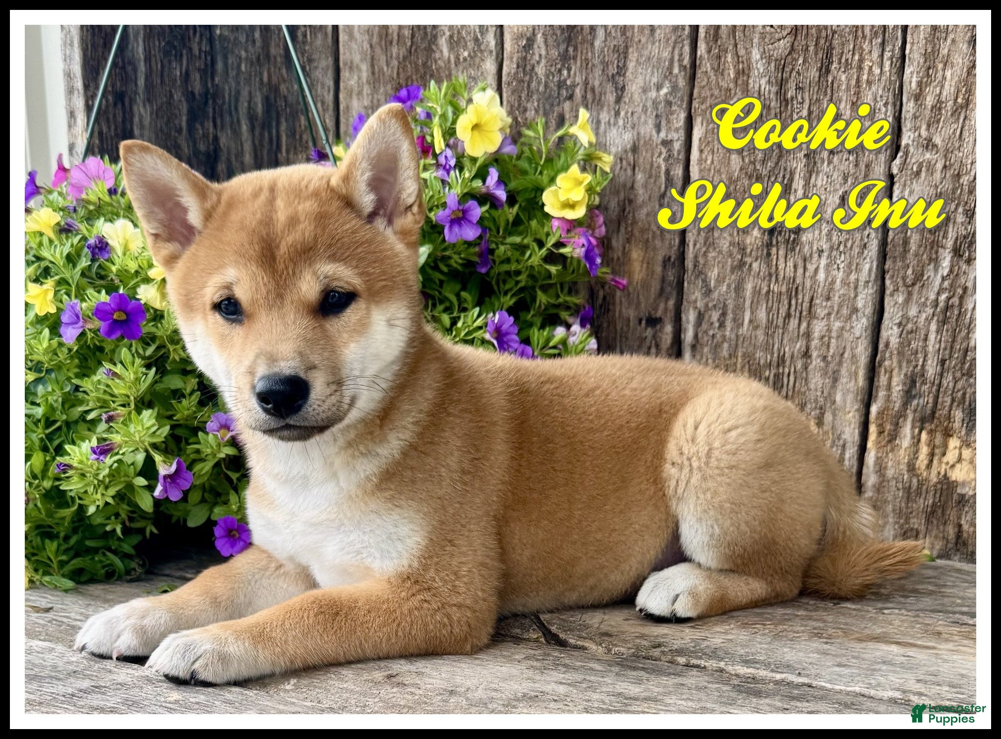 Shiba Inu dogs Cookie - Ad 1