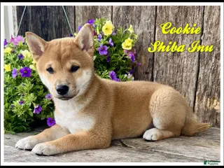 Shiba Inu dogs for sale: Cookie - Ad 3