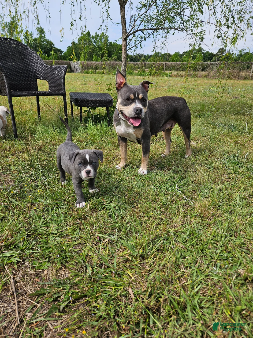 Mixed Breed dogs for sale: Pluto - Ad 2