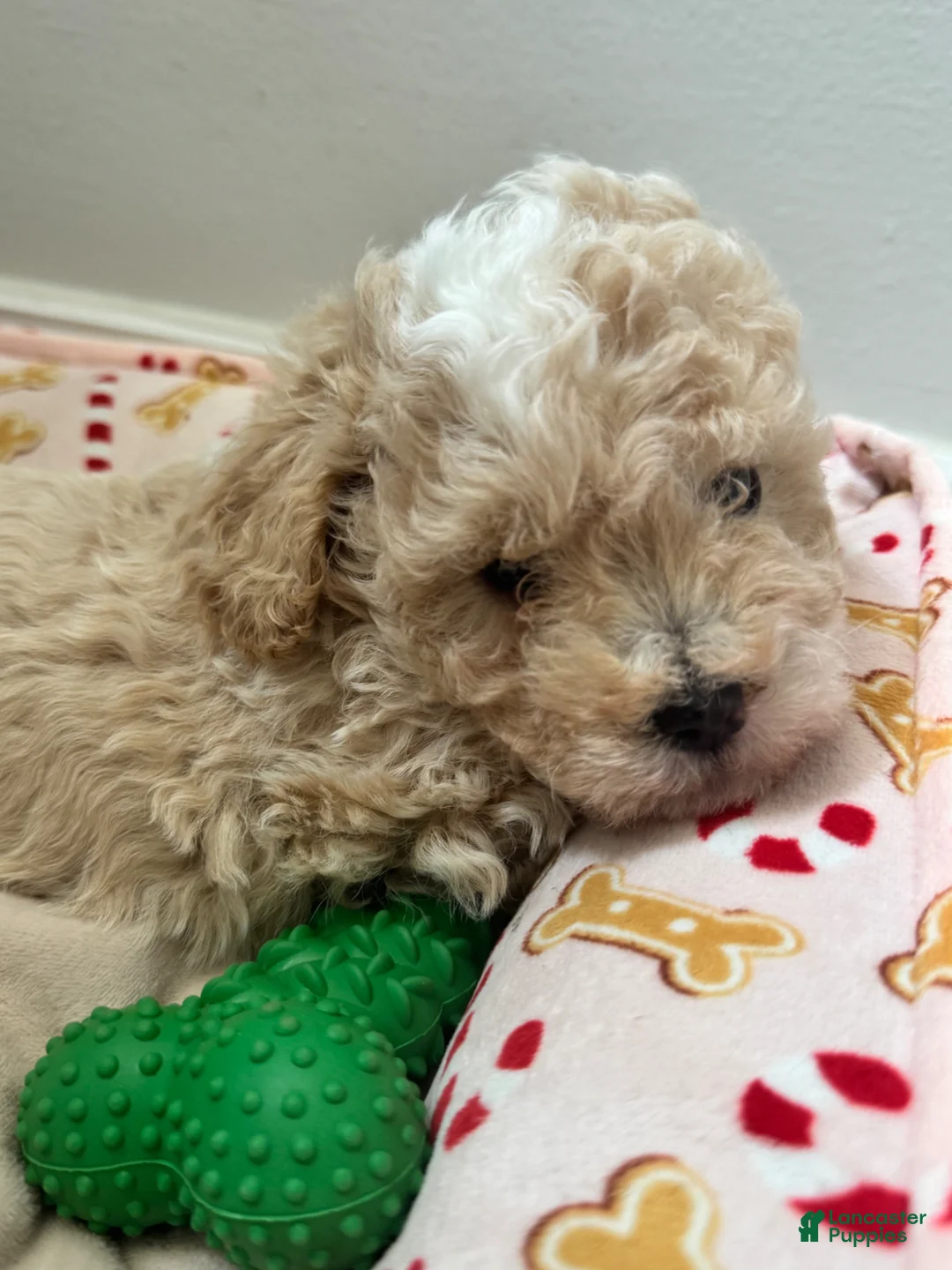 Toy Poodle dogs for sale: Toy Poodle Puppy 4 - Ad 2