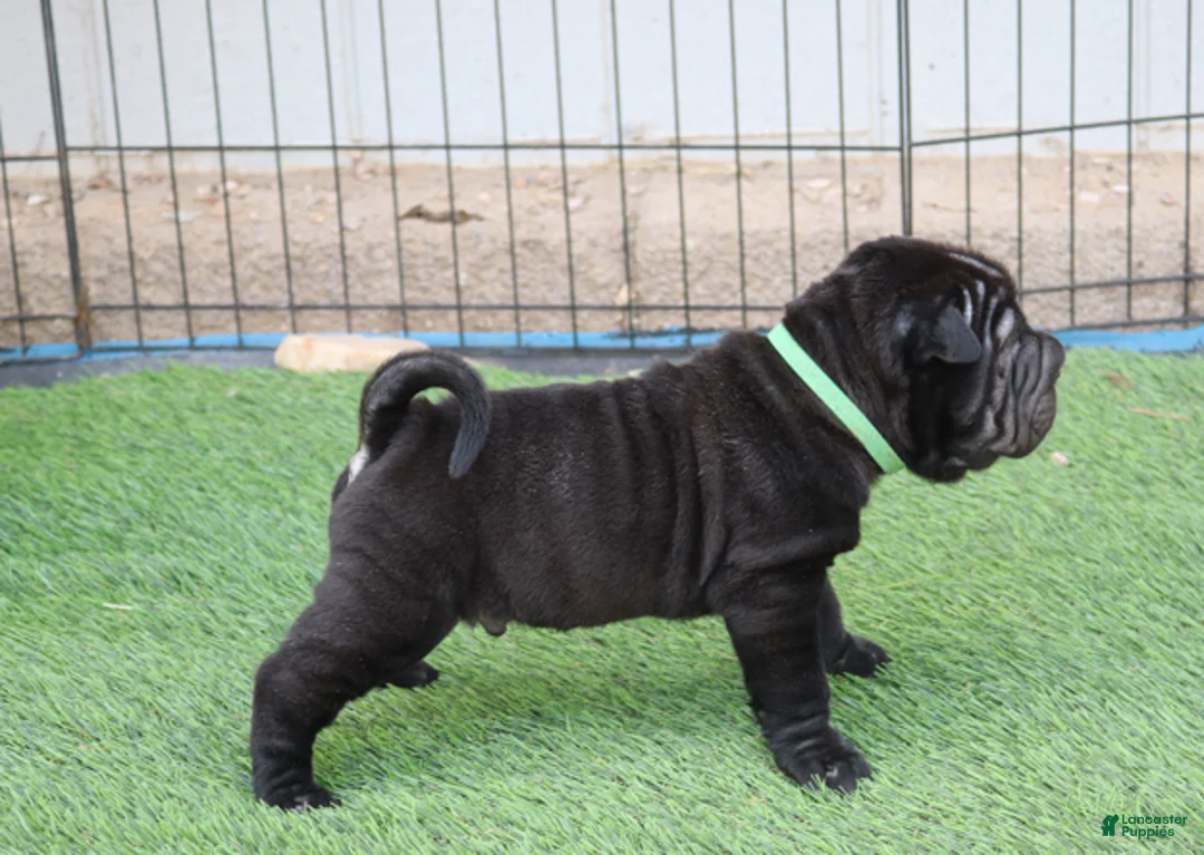 Shar Pei dogs for sale: Wesley - Ad 1