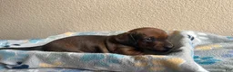 Dachshund dogs for sale: Daisy - Ad 4