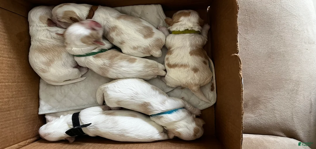 Gallery Image {{count}}