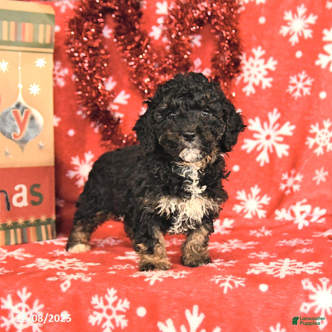 Miniature Poodle dogs for sale: Cleo - Ad 3
