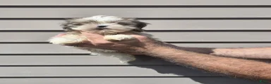 Shih Tzu lucas