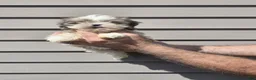 Shih Tzu dogs for sale: Shih Tzu lucas - Ad 1