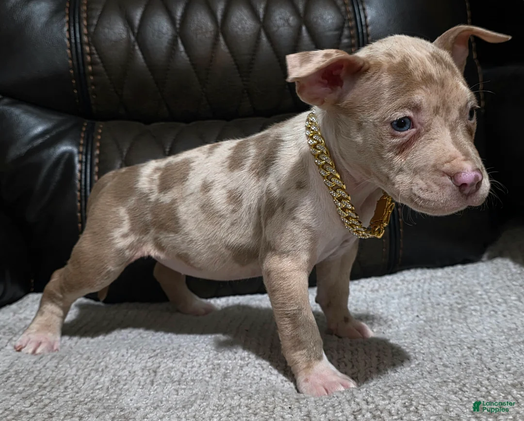 American Pit Bull Terrier dogs for sale: Yazi - Ad 3