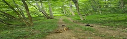 Belgian Malinois dogs for sale: Belgian Malinois 5 BLUE - Ad 10