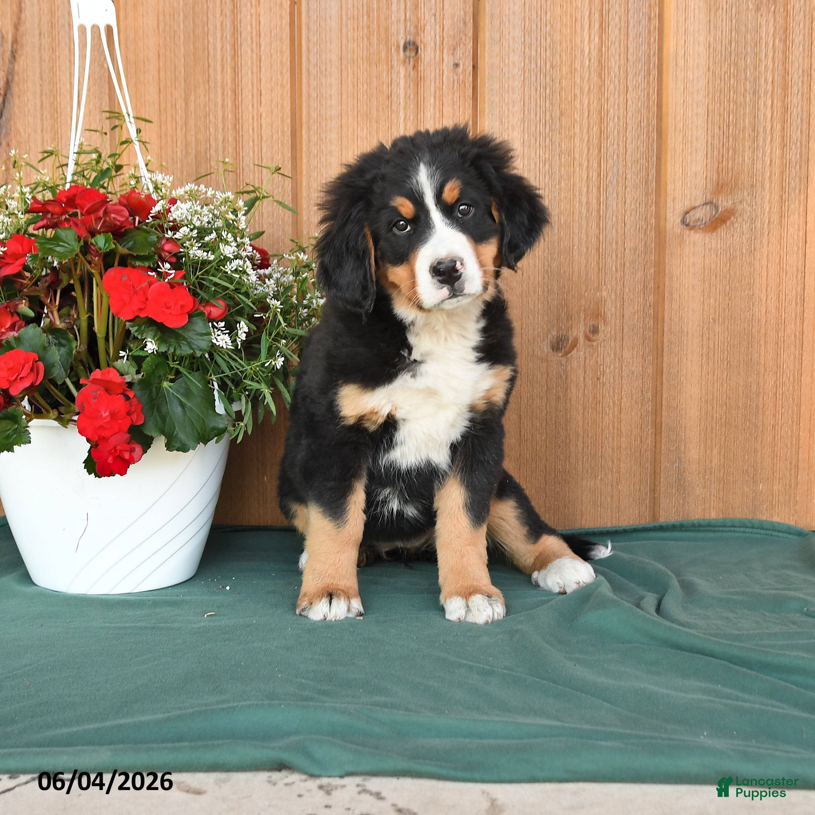 Bernese Mountain Dog dogs Pearl - Ad 1