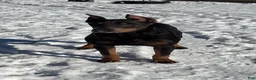 Doberman Pinscher dogs for sale: Green Collar Boy - Ad 3